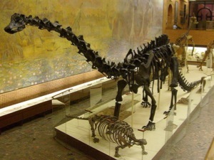 Скелет диплодока в Палеонтологическом музее им. Ю. А. Орлова.